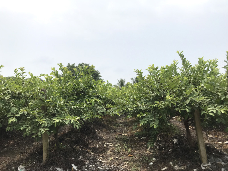 Guava